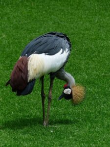 forward head posture