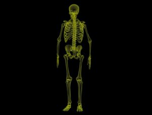 spinal motion segments